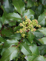 Gewöhnliche Mahonie, Mahonia aquifolium kaufen im Online-Shop der Bohlken Baumschulen