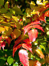 Schmuck-Mahonie, Beales Mahonie, Mahonia bealei kaufen im Online-Shop der Bohlken Baumschulen