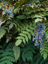 Schmuck-Mahonie, Beales Mahonie, Mahonia bealei kaufen im Online-Shop der Bohlken Baumschulen