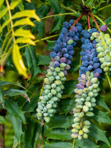 Schmuck-Mahonie, Beales Mahonie, Mahonia bealei kaufen im Online-Shop der Bohlken Baumschulen