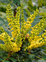 Schmuck-Mahonie, Beales Mahonie, Mahonia bealei kaufen im Online-Shop der Bohlken Baumschulen