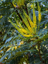 Schmuck-Mahonie, Beales Mahonie, Mahonia bealei kaufen im Online-Shop der Bohlken Baumschulen