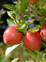 Apfelbaum, Malus domestica 'Braeburn' kaufen im Online-Shop der Bohlken Baumschulen