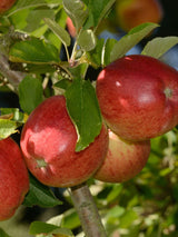 Apfelbaum, Malus domestica 'Braeburn' kaufen im Online-Shop der Bohlken Baumschulen
