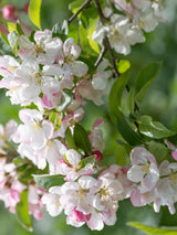 Artikelbild für Zier-Apfel Malus 'Evereste' im Online-Shop der Bohlken Baumschulen