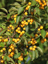 Artikelbild für Zierapfel Malus 'Golden Hornet' im Online-Shop der Bohlken Baumschulen