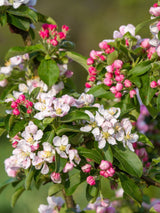 Artikelbild für Zierapfel Malus 'Golden Hornet' im Online-Shop der Bohlken Baumschulen