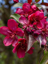 Artikelbild Zierapfel Malus 'Royalty' im Online-Shop der Bohlken Baumschulen