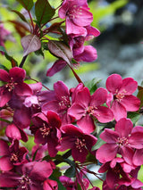 Zierapfel 'Royalty'