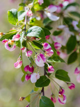 Artikelbild für Zierapfel Malus 'Tina' im Online-Shop der Bohlken Baumschulen