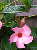 Bild für den Artikel Dipladenie 'Alice du Pont' im Online-Shop der Bohlken Baumschulen