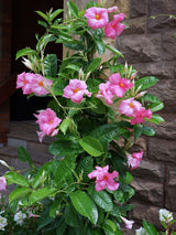 Bild für den Artikel Dipladenie 'Alice du Pont' im Online-Shop der Bohlken Baumschulen