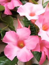 Bild für den Artikel Dipladenie 'Alice du Pont' im Online-Shop der Bohlken Baumschulen