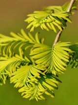 Chinesisches Rothholz, Urwelt-Mammutbaum, Metasequoia glyptostroboides 'Gold Rush' kaufen im Online-Shop der Bohlken Baumschulen