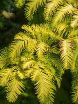 Chinesisches Rothholz, Urwelt-Mammutbaum, Metasequoia glyptostroboides 'Gold Rush' kaufen im Online-Shop der Bohlken Baumschulen