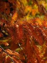 Chinesisches Rothholz, Urwelt-Mammutbaum, Metasequoia glyptostroboides 'Gold Rush' kaufen im Online-Shop der Bohlken Baumschulen
