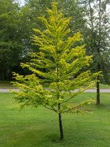 Chinesisches Rothholz, Urwelt-Mammutbaum, Metasequoia glyptostroboides 'Gold Rush' kaufen im Online-Shop der Bohlken Baumschulen