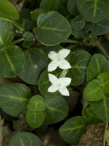 Echte Rebhuhnbeere, Mitchella repens kaufen im Online-Shop der Bohlken Baumschulen
