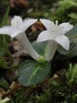 Echte Rebhuhnbeere, Mitchella repens kaufen im Online-Shop der Bohlken Baumschulen