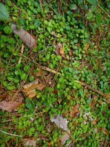 Echte Rebhuhnbeere, Mitchella repens kaufen im Online-Shop der Bohlken Baumschulen