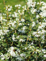 Artikelbild für Frühlingsduftblüte / Osmanthus burkwoodii im Online-Shop der Bohlken Baumschulen