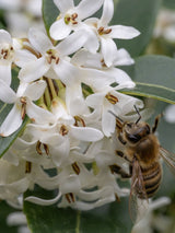 Artikelbild für Frühlingsduftblüte / Osmanthus burkwoodii im Online-Shop der Bohlken Baumschulen
