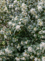 Artikelbild für Frühlingsduftblüte / Osmanthus burkwoodii im Online-Shop der Bohlken Baumschulen