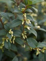 Artikelbild für Frühlingsduftblüte / Osmanthus burkwoodii im Online-Shop der Bohlken Baumschulen