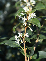 Frühlings-Duftblüte