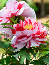 Japanische Baumpfingstrosen, Paeonia suffruticosa in verschiedenen Farben kaufen im Online-Shop der Bohlken Baumschulen