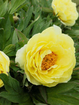 Japanische Baumpfingstrosen, Paeonia suffruticosa in verschiedenen Farben kaufen im Online-Shop der Bohlken Baumschulen