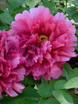 Japanische Baumpfingstrosen, Paeonia suffruticosa in verschiedenen Farben kaufen im Online-Shop der Bohlken Baumschulen