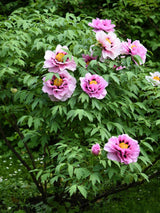 Japanische Baumpfingstrosen, Paeonia suffruticosa in verschiedenen Farben kaufen im Online-Shop der Bohlken Baumschulen