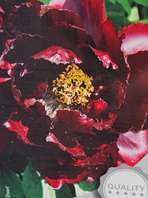 Japanische Baumpfingstrosen, Paeonia suffruticosa in verschiedenen Farben kaufen im Online-Shop der Bohlken Baumschulen