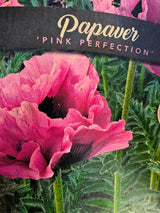 Orientalischer Klatschmohn, Papaver orientale 'Pink Perfection'  kaufen im Online-Shop der Bohlken Baumschulen