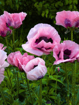 Orientalischer Klatschmohn, Papaver orientale 'Pink Perfection'  kaufen im Online-Shop der Bohlken Baumschulen