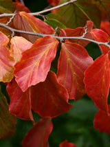 Artikelbild für Eisenholzbaum Parrotia persica im Online-Shop der Bohlken Baumschulen