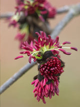 750 × 1000 Pixel  Artikelbild für Eisenholzbaum Parrotia persica im Online-Shop der Bohlken Baumschulen