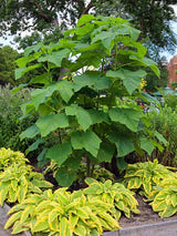 Artikelbild für Blauglockenbaum Paulownia tomentosa im Online-Shop der Bohlken Baumschulen