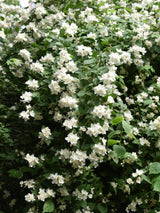 Pfeifenstrauch, Falscher Jasmin, Philadelphus 'Dame Blanche' kaufen im Online-Shop der Bohlken Baumschulen