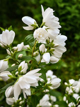 Artikelbild für Gartenjasmin Philadelphus 'Manteau d'Hermine' im Online-Shop der Bohlken Baumschulen