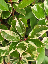 Glanzmispel, Photinia fraseri 'Louise' ® kaufen im Online-Shop der Bohlken Baumschulen