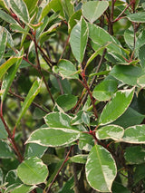 Glanzmispel, Photinia fraseri 'Louise' ® kaufen im Online-Shop der Bohlken Baumschulen
