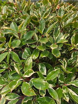 Glanzmispel, Photinia fraseri 'Louise' ® kaufen im Online-Shop der Bohlken Baumschulen