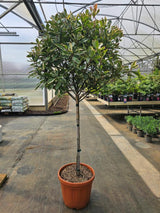 Glanzmispel, Photinia fraseri 'Louise' ®  Stämmchen kaufen im Online-Shop der Bohlken Baumschulen