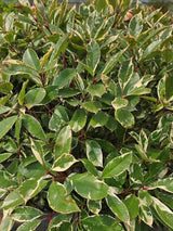 Glanzmispel, Photinia fraseri 'Louise' ® kaufen im Online-Shop der Bohlken Baumschulen