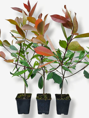 Artikelbild für Glanzmispel Photinia fraseri 'Red Robin' im Online-Shop der Bohlken Baumschulen