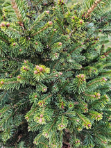 Fichte, Picea abies 'Will's Zwerg' kaufen im Online-Shop der Bohlken Baumschulen