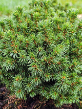 Kugelfichte, Picea glauca 'Alberta Globe' kaufen im Online-Shop der Bohlken Baumschulen