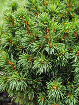 Kugelfichte, Picea glauca 'Alberta Globe' kaufen im Online-Shop der Bohlken Baumschulen